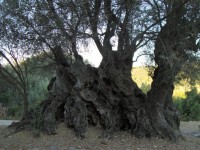 Bijzondere krachtplaatsen bezoeken en beleven op chios met isabe - ineke brinkmann